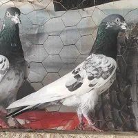 کبوتر تیدی .پرشی|پرنده|قلعه نو, |دیوار