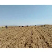 کارکشاورزی