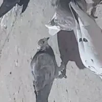 این سار گمشده