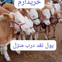 خریدار. گاو وگوساله قصابی