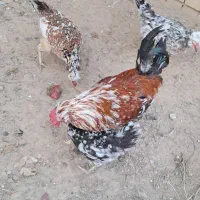 تخم مرغ های گلین|حیوانات مزرعه|کلاله, |دیوار