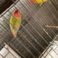 چندجفت طوطی برزیلی صدرصدمولدجوجه برزگ کن