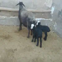 میش دوقلوزا شال