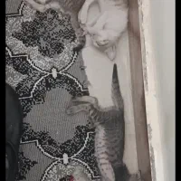 واگذاری گربه دی اس اچ