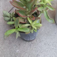 فروش انواع گل اپارتمانی|گل و گیاه طبیعی|بندرعباس, |دیوار