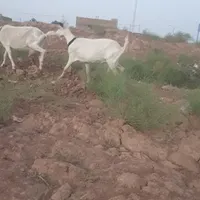 ۷عدد بز سانن ۳کیلو شیر جوان|حیوانات مزرعه|تربت جام, کشتارگاه|دیوار