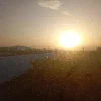 سگ گمشده|حیوانات|محمدبار, |دیوار