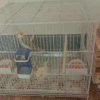 عروس هلندی. رو تخم