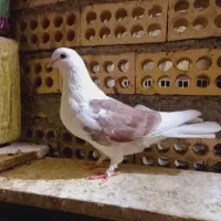 کبوتر دوکت ماده پنجه زده شکار|پرنده|خمینی‌شهر, |دیوار