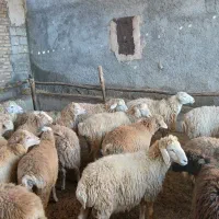 بره نر ماده