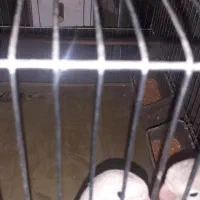 ۱۰عدد کوتوله برزیلی|پرنده|اصفهان, قهاب جنوبی|دیوار