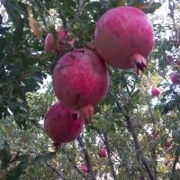 انار رازقند|خوردنی و آشامیدنی|سبزوار, گلشن|دیوار