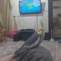 گمشده عروس هلندی.مژدگانی