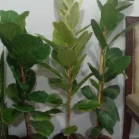 گل طبیعی|گل و گیاه طبیعی|ساوه, |دیوار
