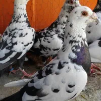 کبوتر سوسکی بالارو|پرنده|سیب و سوران, |دیوار