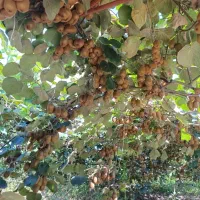 باغ کیوی ۵۳۸۰متر امتیازات سر ملک