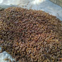 خرمای شانی