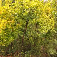 فروش  گلهای بیرونی با تخفیف ویژه