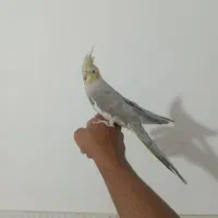 عروس هلندی|پرنده|مشهد, باغ فراگرد|دیوار