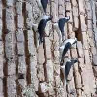 کبوتر ساده سیاه کاکلی|پرنده|تایباد, |دیوار