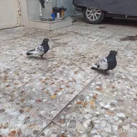 نر سینه سیاه و نر سفید دورگ|پرنده|اهواز, سپیدار|دیوار