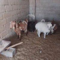 بز دورگه و یه کهره نر و دو بره ماده|حیوانات مزرعه|امیدیه, |دیوار