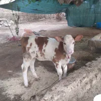 گاووگوساله سیمنتال|حیوانات مزرعه|باوی, |دیوار