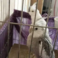 یک جفت عروس هلندی باقفس