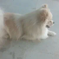 سگ پامر|سگ|جهرم, |دیوار