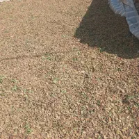 چاپر پوست بادم خوراک دام