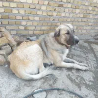 واگزاری سگ پژدر