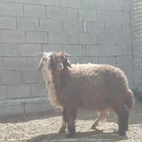 بره نر دوعدد