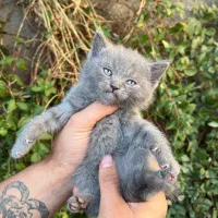 اسکاتیش فولد|گربه|نیشابور, پاستور|دیوار