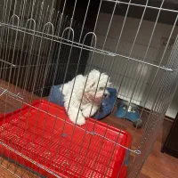 شیتزو ۳ ماهه