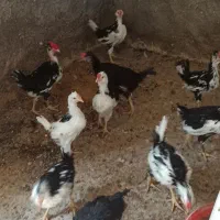 ۱۰ عدد خروس گلین چهل تاج سن ۵ ماهه اذان گو