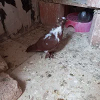 کبوتر ککیلی