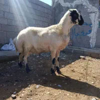 amiir|حیوانات مزرعه|میاندوآب, |دیوار