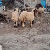 میش دوقلو گوسفند بره