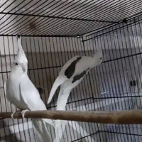 یک جفت عروس هلندی نر دوکت ماده تک خال