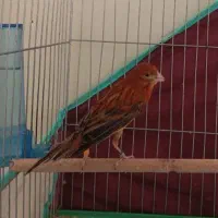 یک جفت قناری سرخ اصل مس مس اماده کارداده
