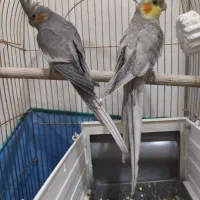 عروس هلندس سخنگو