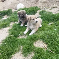 توله سگ عراقی اصل