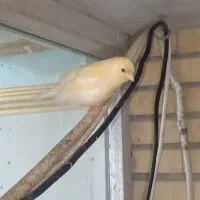 معاوضه با  عروس هلندی نر