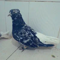 پرنده دم سفید