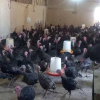 بوقلمون خیلی چاق برنز کیلوی ۳۵۰