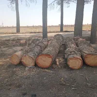 خرید و فروش چوب کاج