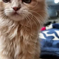 پیشی ناز گربه|گربه|مرودشت, مسجد رسول‎|دیوار