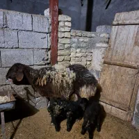 میش همو با دو راس بره