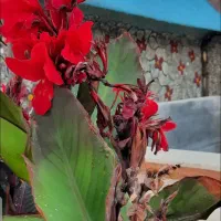 به یک نفر خانم جهت نظافت