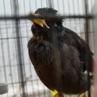 پرنده|پرنده|مشهد, هدایت|دیوار